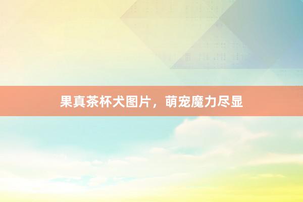 果真茶杯犬图片，萌宠魔力尽显